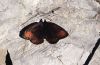 Erebia pluto: Oberseite [N]