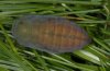 Erebia pluto: Puppe, dorsal [S]