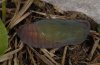 Erebia pluto: Puppe [S]