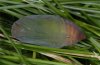 Erebia pluto: Puppe, ventral [S]