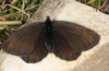 Erebia pluto: Weibchen (L&uuml;ner See, 2000m NN, Anfang Juli 2011) [N]