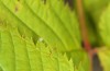 Neptis rivularis: Egg (Austria, Carinthia, Karawanken, Tr&ouml;gerner Klamm near Bad Eisenkappel, early August 2016) [N]