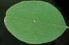 Neptis sappho: Egg on Robinia (Melnik, late July 2015) [N]