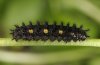 Boloria thore: Larva in penultimate instar (L4) [S]