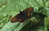 Boloria thore: Male [N]