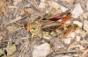 Prionotropis appula: M&auml;nnchen (S-Italien, Apulien, Bari, Alta Murgia, Ende Juni 2024) [N]