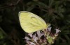 Pieris napi: Weibchen (e.o. Memmingen, Eifunde Juli 2022) [S]