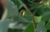 Colias phicomone: Ei nach einigen Tagen [S]