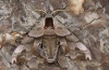 Smerinthus caecus: Male (e.l. 2013) [S]