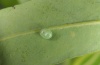 Smerinthus caecus: Egg [S]