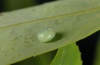 Smerinthus caecus: Egg [S]