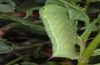 Hippotion celerio: Larva (La Gomera, February 2013) [M]