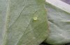 Hippotion celerio: Ovum [N]