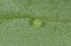 Hippotion celerio: Ovum (La Gomera) [N]