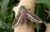 Hippotion celerio: Adult [S]