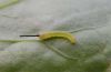 Hippotion celerio: L1-larva [N]