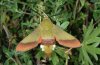 Hemaris croatica: Falter [S]