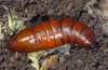 Hemaris croatica: Subitanpuppe dorsal [S]