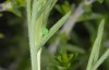 Hemaris croatica: Ei (Nordgriechenland, 22.05.2010) [N]