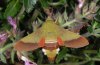 Adult (Northern Greece, e.l. 2010)