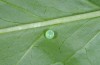 Deilephila elpenor: Egg (Illerbeuren near Memmingen, early July 2014) [M]