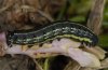 Hyles tithymali: Halberwachsene Raupe [S]