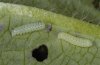 Hemaris tityus: L1-larvae (Valais) [M]